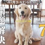 まるで怪獣だった大型犬が【驚くほど穏やかに】変身した魔法のトレーニング７選！子どもと犬と猫とニワトリとの暮らし。