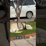 #ラブラドール #保護犬 #大型犬 #犬のしつけ #犬のいる暮らし #犬の散歩 #エレン