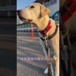 #ラブラドール #大型犬 #保護犬 #犬のしつけ #犬の散歩 #犬のいる暮らし #エレン