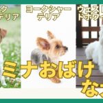 【元気いっぱいの犬種！】犬種グループ③テリア