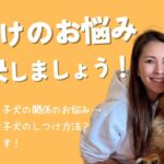 コメントで来たしつけのお悩みにお答えします！【日本一売れている犬のしつけ教材、イヌバーシティ講師が教える】