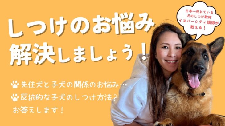 コメントで来たしつけのお悩みにお答えします！【日本一売れている犬のしつけ教材、イヌバーシティ講師が教える】