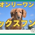 【ダックスフンドは特別？！】犬種グループ④