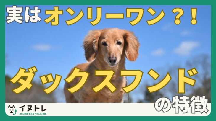 【ダックスフンドは特別？！】犬種グループ④