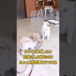 犬の幼稚園ではしゃいでしまうポメラニアン