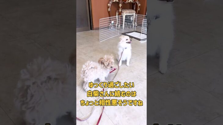 犬の幼稚園ではしゃいでしまうポメラニアン