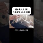 【噛み犬】爪切り甘やかした結果　#犬 #犬のしつけ