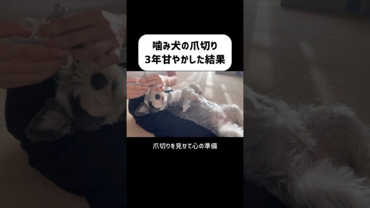 【噛み犬】爪切り甘やかした結果　#犬 #犬のしつけ