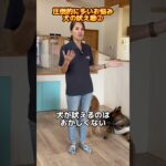 圧倒的に多いお悩み「吠え癖」②#ドッグトレーナー #イヌバーシティ #子犬育て #いぬのいるくらし #しつけ #子犬のしつけ #ドッグビヘイビアリスト #犬のいる暮らし