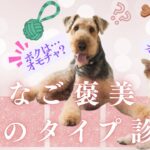 あなたの愛犬は何タイプ？【前編】犬の性格診断！鉱物から判断出来る！