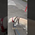 #ラブラドール #保護犬 #大型犬 #犬の散歩 #犬のしつけ #エレン