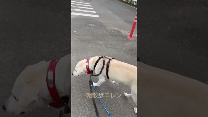 #ラブラドール #保護犬 #大型犬 #犬の散歩 #犬のしつけ #エレン