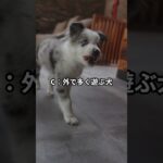 うれしょんをしやすい犬種や特徴はどれでしょうか？#ワンコクイズ #犬好きと繋がりたい #犬のいる暮らし #ペットトレーナー #犬のしつけ #犬の睡眠 #ワンコとの生活 #犬の飼い方 #ペットクイズ