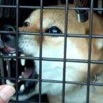 【海外向け再配信】柴犬を飼う前に是非見て欲しい動画