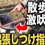 【散歩の激吠え】出張しつけ指導で激吠え犬を徹底指導します！