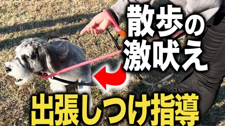 【散歩の激吠え】出張しつけ指導で激吠え犬を徹底指導します！