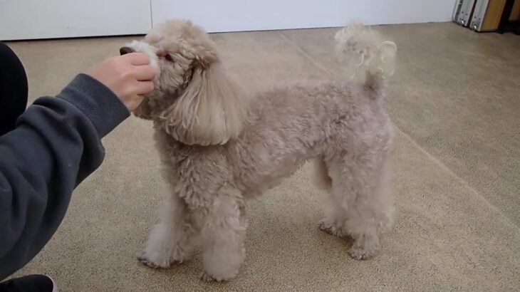 犬の幼稚園 ハニちゃんとトレーニング