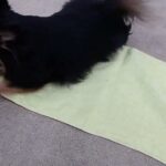 犬の幼稚園 ショコラくんとトレーニング