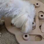 犬の幼稚園 源くんとトレーニング