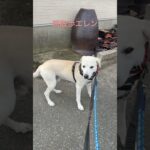 #ラブラドール #保護犬 #大型犬 #犬の散歩 #犬のしつけ #エレン