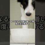 犬のうれしょんを減らすために飼い主が最も注意すべき行動はどれでしょうか？#ワンコクイズ #犬好きと繋がりたい #犬のいる暮らし #ペットトレーナー #犬のしつけ #犬の睡眠 #ワンコとの生活