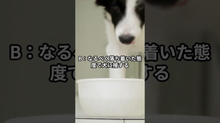 犬のうれしょんを減らすために飼い主が最も注意すべき行動はどれでしょうか？#ワンコクイズ #犬好きと繋がりたい #犬のいる暮らし #ペットトレーナー #犬のしつけ #犬の睡眠 #ワンコとの生活