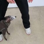 犬の幼稚園 れもんちゃんとトレーニング