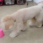 犬の幼稚園 レオくんとトレーニング