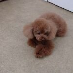 犬の幼稚園 ひなたくんとトレーニング