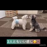 【犬の幼稚園】パコくん、ルルくん、小春ちゃん様子#東京 #豊田駅 #犬のしつけ #ドッグスクール #犬の幼稚園#犬のトレーニング #動物看護師兼トレーナー #犬好き  #ペットホテル