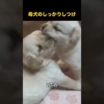 母犬のしっかりしつけ