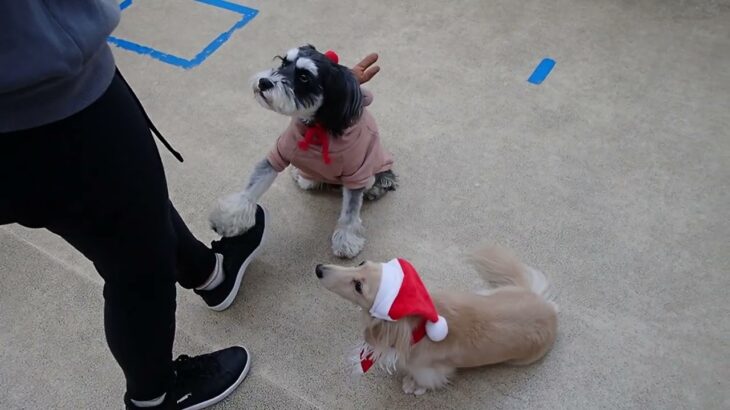 犬の幼稚園 にこまるくん＆アオくんとトレーニング