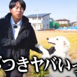 大型犬の散歩の激とびつきをドッグトレーナーがしつけ改善