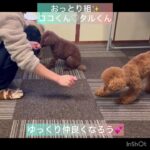 【犬の幼稚園】ココくん、ナッツちゃん、タルくん、小春ちゃん様子#豊田駅 #犬のしつけ #ドッグスクール #犬の幼稚園#犬のトレーニング #動物看護師兼トレーナー #犬好き  #ペットホテル