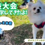 犬の競技会の見学に行ってきたんだ!