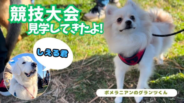 犬の競技会の見学に行ってきたんだ!