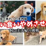 【犬しつけ】トレーナーに教わった『犬の拾い食い対策』を飼い主夫婦が実際に挑戦