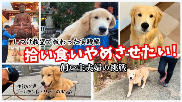 【犬しつけ】トレーナーに教わった『犬の拾い食い対策』を飼い主夫婦が実際に挑戦