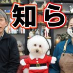 【犬のしつけ】イベントのお知らせです。ワンとワンダークリスマス