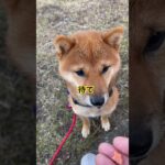 #成長日記#豆柴#赤犬#わんこ動画#しつけ