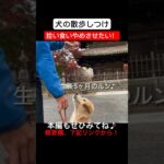 【犬しつけ】トレーナーに教わった『犬の拾い食い対策』を飼い主夫婦が実際に挑戦 #癒し#ゴールデンレトリバー仔犬#可愛い