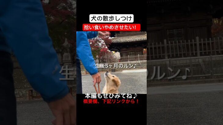 【犬しつけ】トレーナーに教わった『犬の拾い食い対策』を飼い主夫婦が実際に挑戦 #癒し#ゴールデンレトリバー仔犬#可愛い