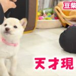 【豆柴犬】かわいい白豆柴の赤ちゃんたち、初めてのしつけも天才的な一面を見せました…！！【子犬と癒し】まめしば亭ブログvlog