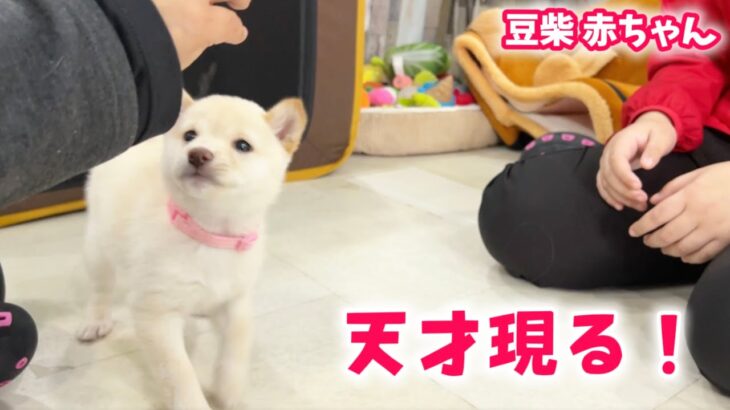 【豆柴犬】かわいい白豆柴の赤ちゃんたち、初めてのしつけも天才的な一面を見せました…！！【子犬と癒し】まめしば亭ブログvlog