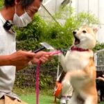 【わかりやすい】犬の問題行動改善マニアル vol.1