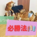 子犬のしつけがうまくいく人がしている1つの秘訣