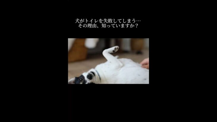 1分で解説、犬が粗相をしてしまう理由とその対策#犬のしつけ#犬