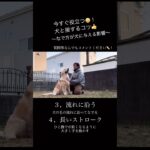 【1分でわかる】撫で方が犬に与える影響【トレーニングのコツ】 #Shorts #犬のしつけ #犬のトレーニング