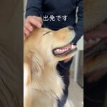 【ゴールデンレトリバー1歳学校入学】安全に楽しく犬生を過ごす為の頑張る2ヶ月間#大型犬 #ゴールデンレトリバー  #goldenretriever #愛犬  #shorts  #しつけ