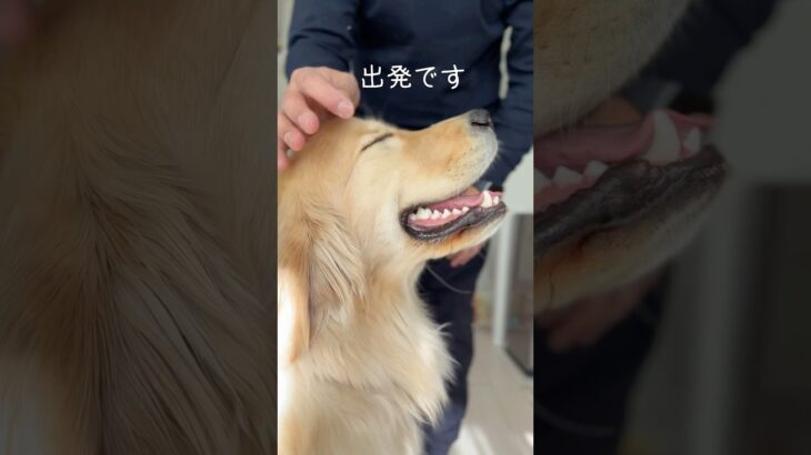 【ゴールデンレトリバー1歳学校入学】安全に楽しく犬生を過ごす為の頑張る2ヶ月間#大型犬 #ゴールデンレトリバー  #goldenretriever #愛犬  #shorts  #しつけ